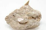 Otodus Shark Tooth Fossil in Rock - Eocene #201177-2